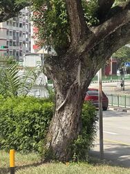 Blk 115 Toa Payoh North (Toa Payoh), HDB 3 Rooms #598178301